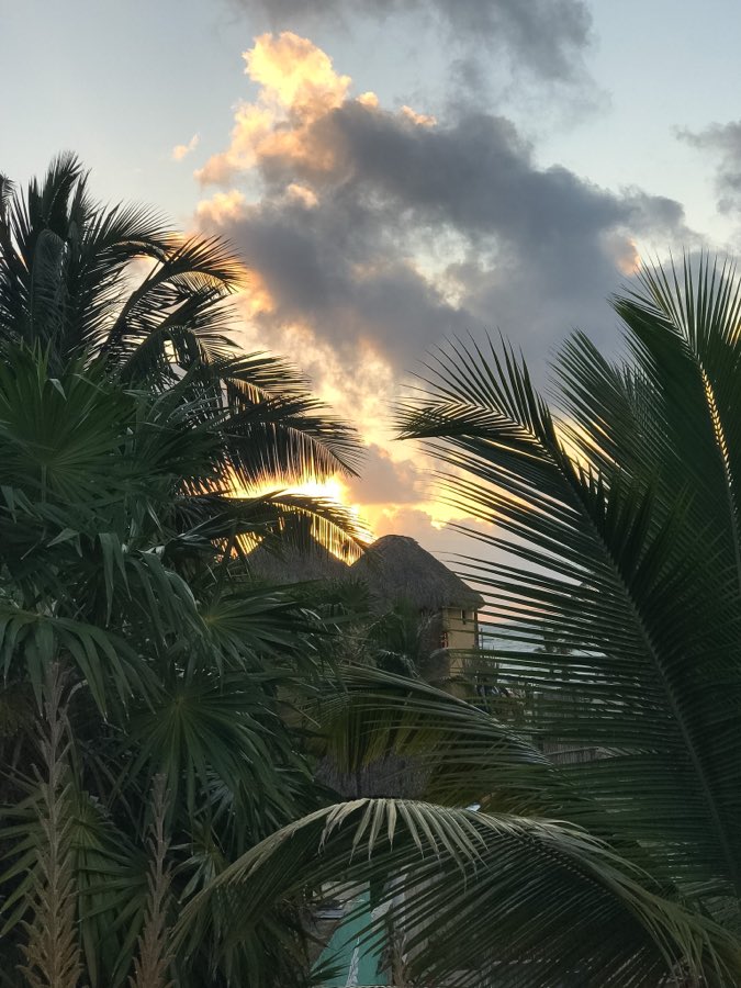 Sunset through palm fronds